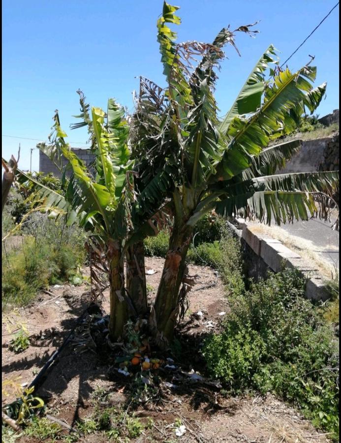 Fasnia Green Village. Tony Frias. מראה חיצוני תמונה